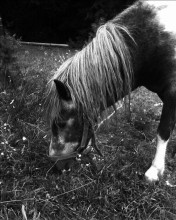 Horses / Black and white