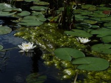Water lilies / ***
