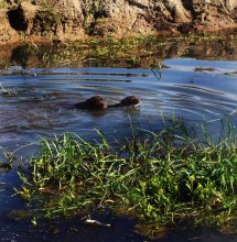 Young rescuers / ***