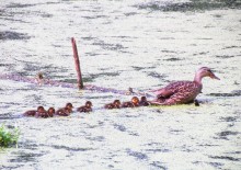 Duck with ducklings / ***