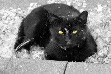 Poplar fluff / 55mm; ISO-100; F/5,6; 1/20