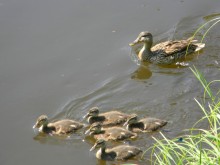 mother and ducklings / ***