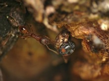 Ladybird bullheaded Scymnus frontalis and the ants Myrmica rubra / ******