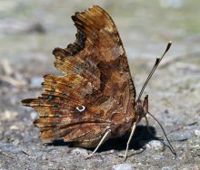 Butterfly # 4 / Les feuilles mortes?