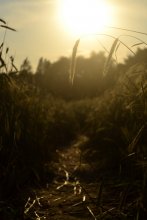 cornfields, our treasure / ***