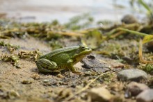 frog on the beach / ***