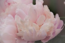 peony / ***