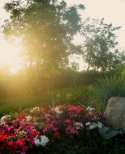 evening in the park / ***