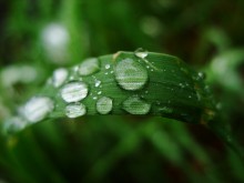 Dew / ***