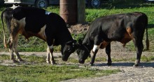 Bulls disassembly / ***