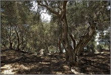 Olive Grove ...... / ***