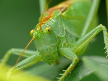 Grasshopper singing / Tettigonia cantans