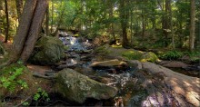 in the dense forests Muskoka / ***