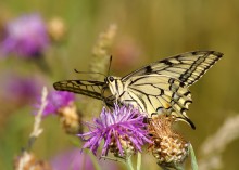 Swallowtail / ***