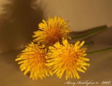 Dandelions / ***