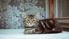 Little Tiger / ***