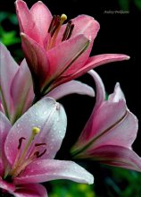 Lilies / ***
