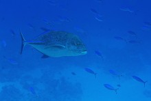 One against all ye vsih or against one / ***