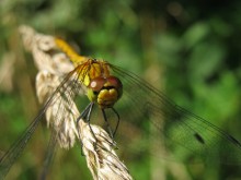 Dragonfly on a blade of grass / ***