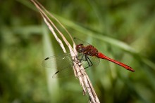 Dragonfly / ***