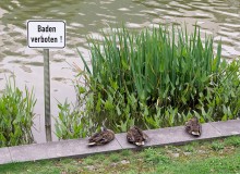swimming is prohibited / ***