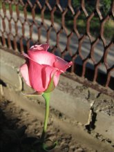 I look at the light crude from the prison:) / --------------------------