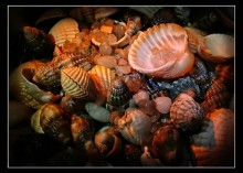 Shells / ***