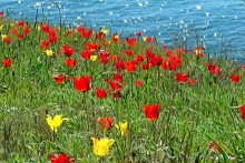 spring carnival / ***