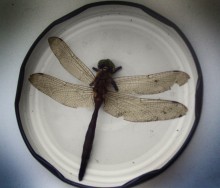 The July dragonfly ... / ------------
