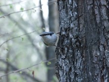 nuthatch / ***