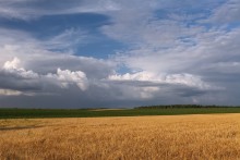 Fields ... / ***