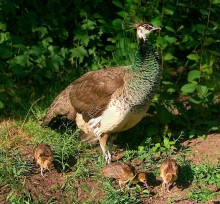 Chickens mothers did not choose ... / ***