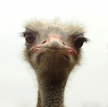 Ostrich / ***