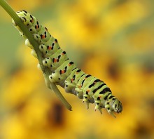 Swallowtail caterpillar / ***