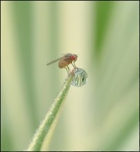 Weightlessness of water ... / ***