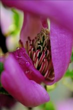 Pink splendor / ***