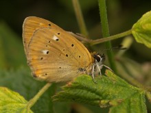 Butterfly # 8 / %%%%%%