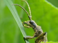 Chernopyatnisty ragy / Rhagium mordax