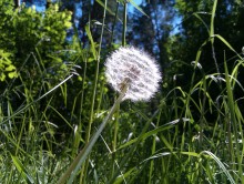 Dandelion / *************