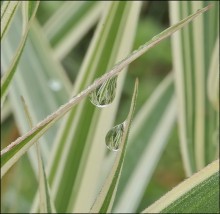 Still no rain ... / ***