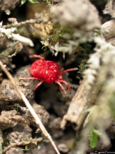 Velvet mite / ***