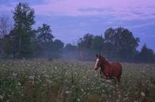 Half an hour before dawn ... / ***