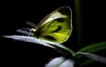 Sleeping Butterfly / ***************