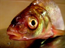 Small fish / ***