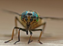 Horsefly / Chrysops relictus
