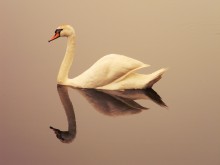 White Swan Grey goose is not friend / ***