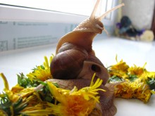 Snail snail ... / ***