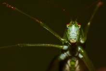 Portrait of a grasshopper / ***