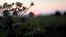 Weeds, too, love the sun! / *****