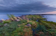 Gulf of Finland. Komarovo II / ***